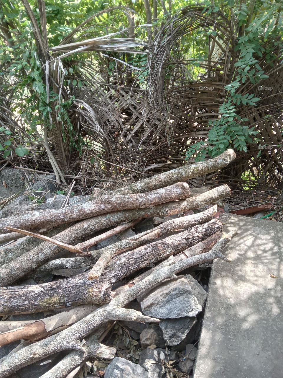 A lot of this wood is used by Sri Lankans to start fires