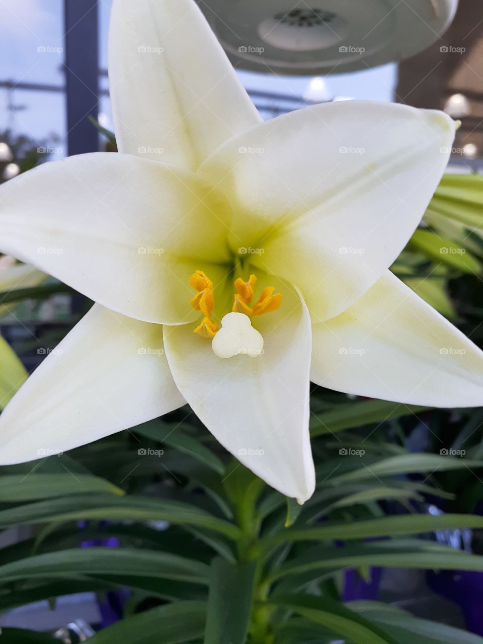 Easter Lilly