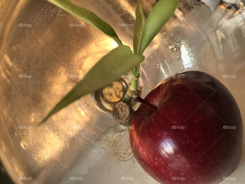 A red apple surrounded by the loving light of the sun and bamboo leaves.