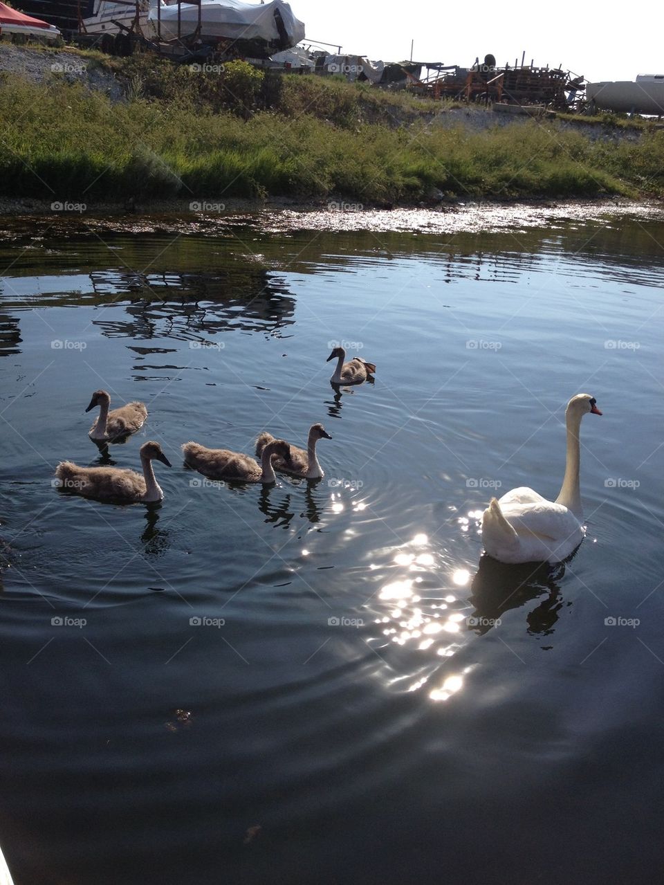 Family of swans