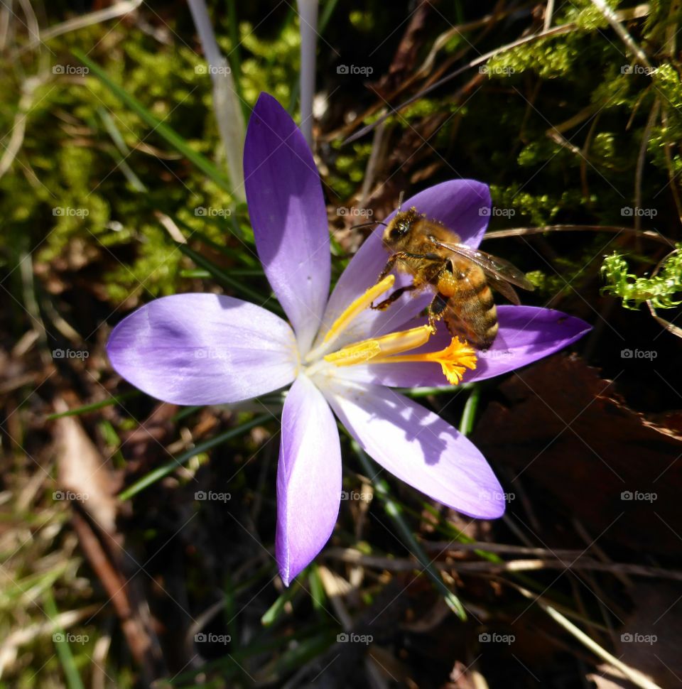 Bee in a crocus