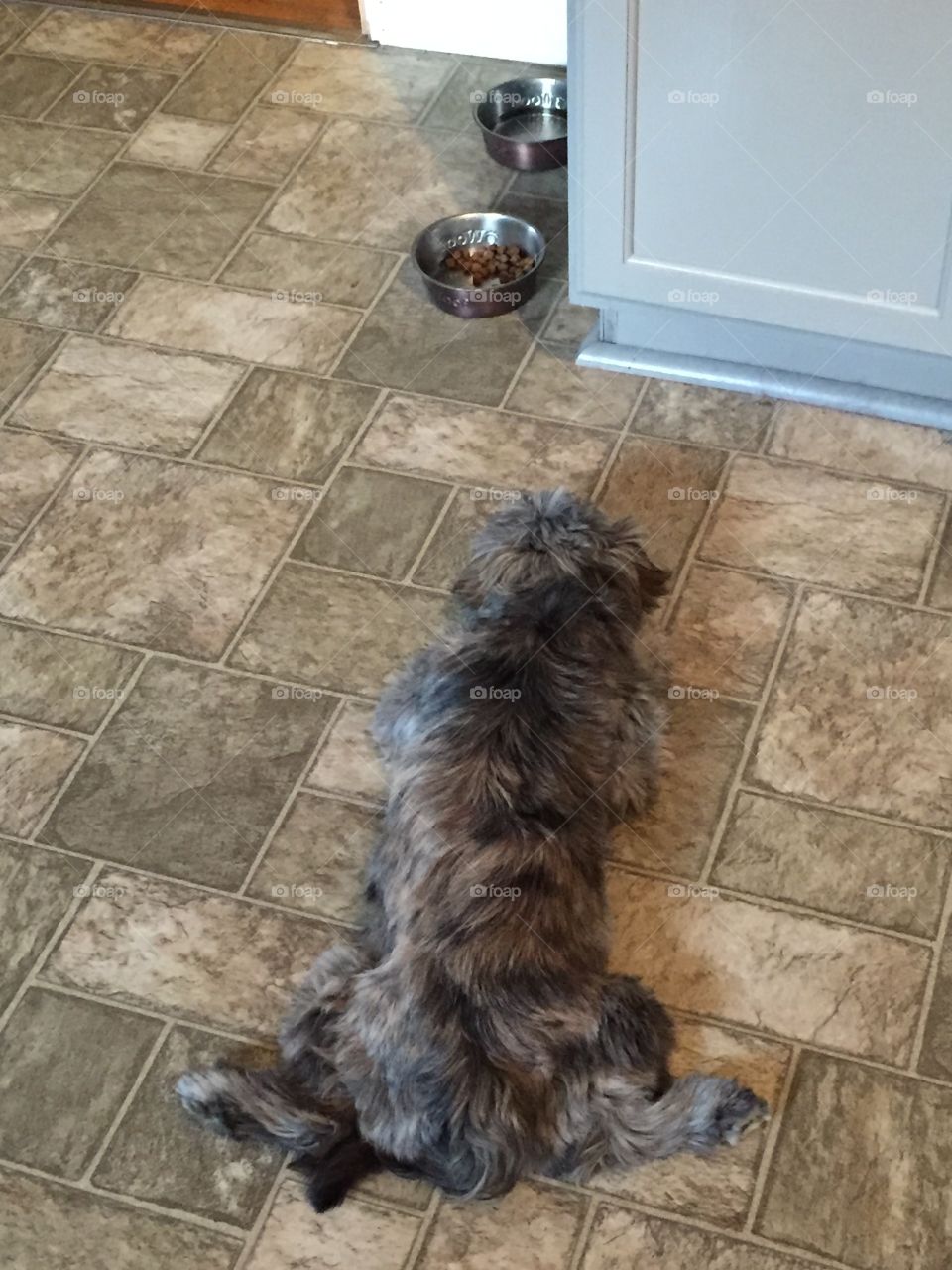 Dog sprawled out by food bowls 