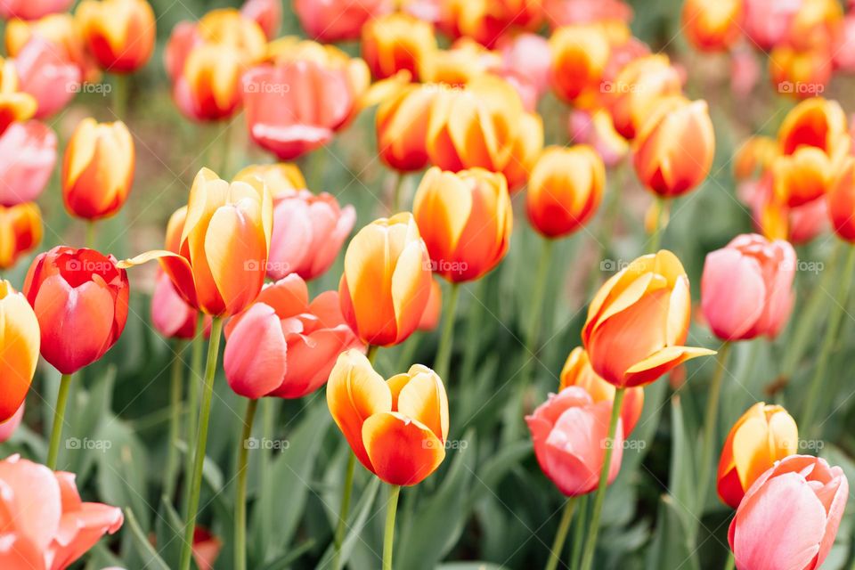 Field of tulips at spring 