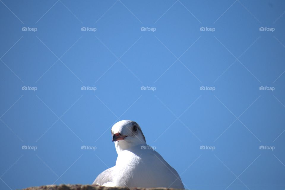 A Resting Seagull