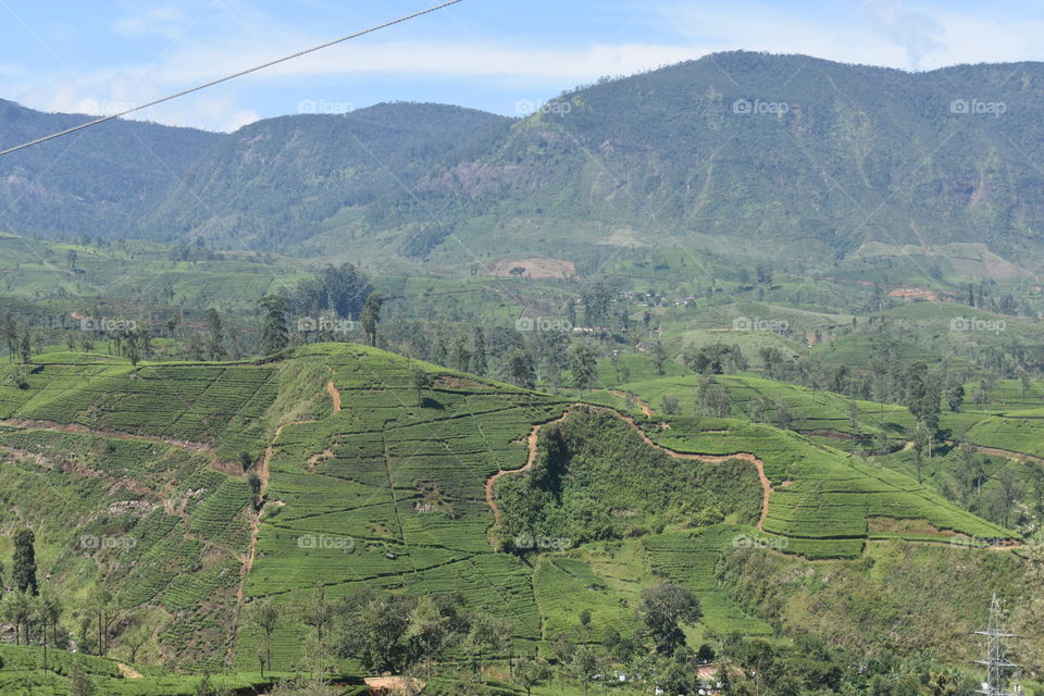 Beautiful tea astate surrounded by mountains