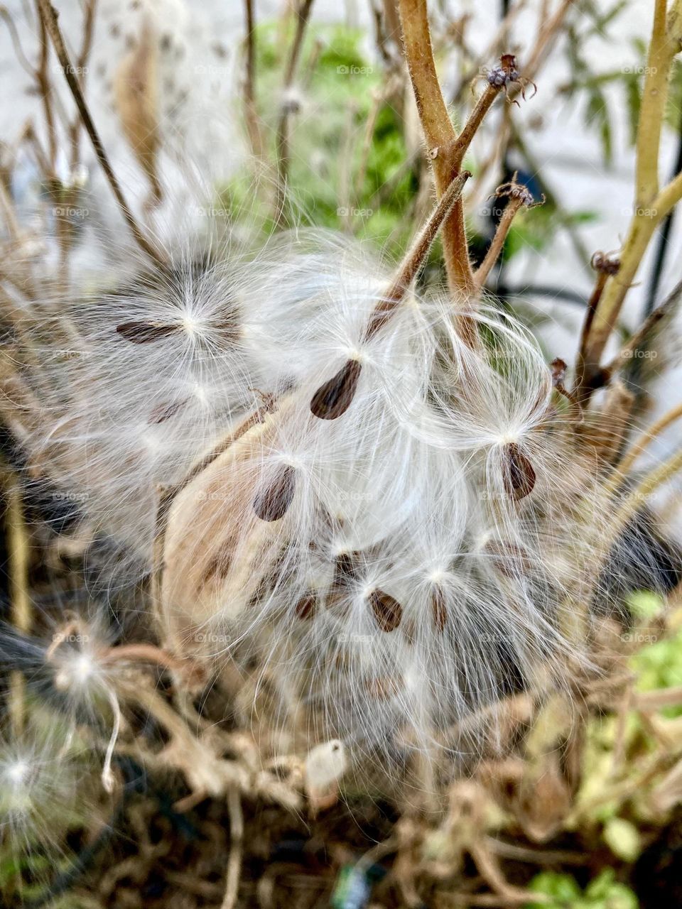 Milkweed Asclepias Seeds in Autumn 