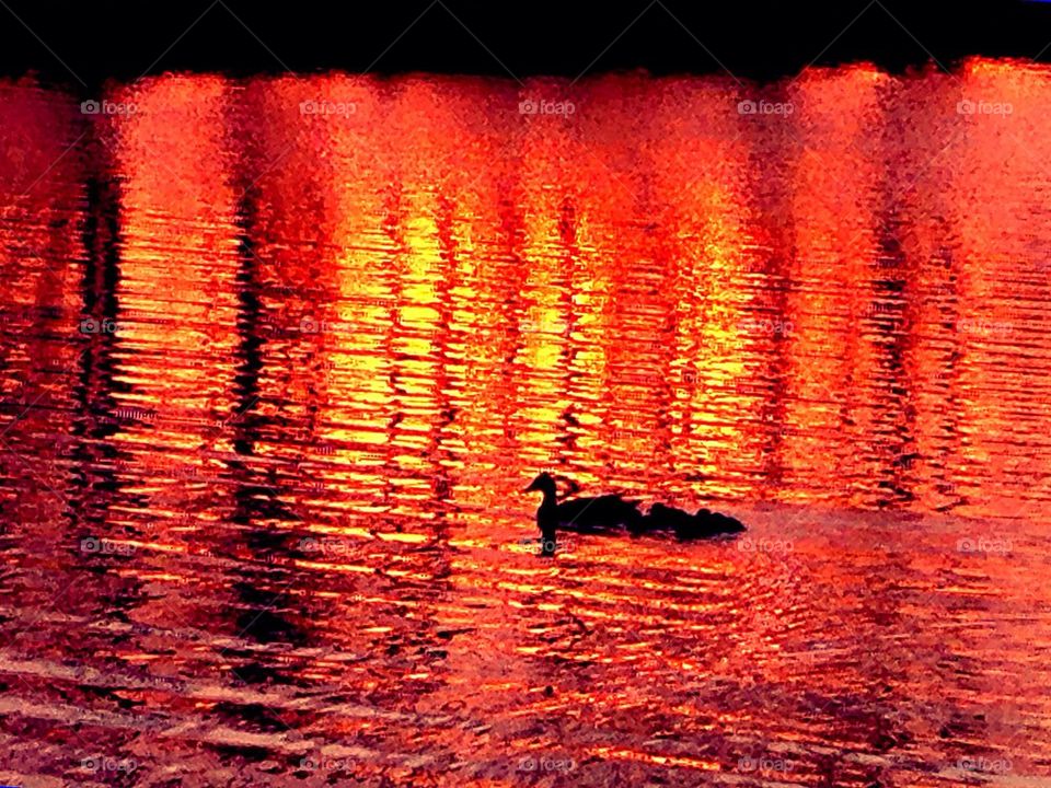 Ducks at dusk