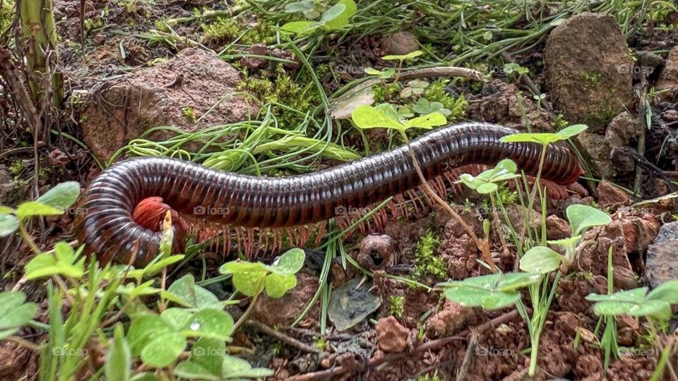 Portrait of a large, shiny black centipede with a red lower body in high angle view