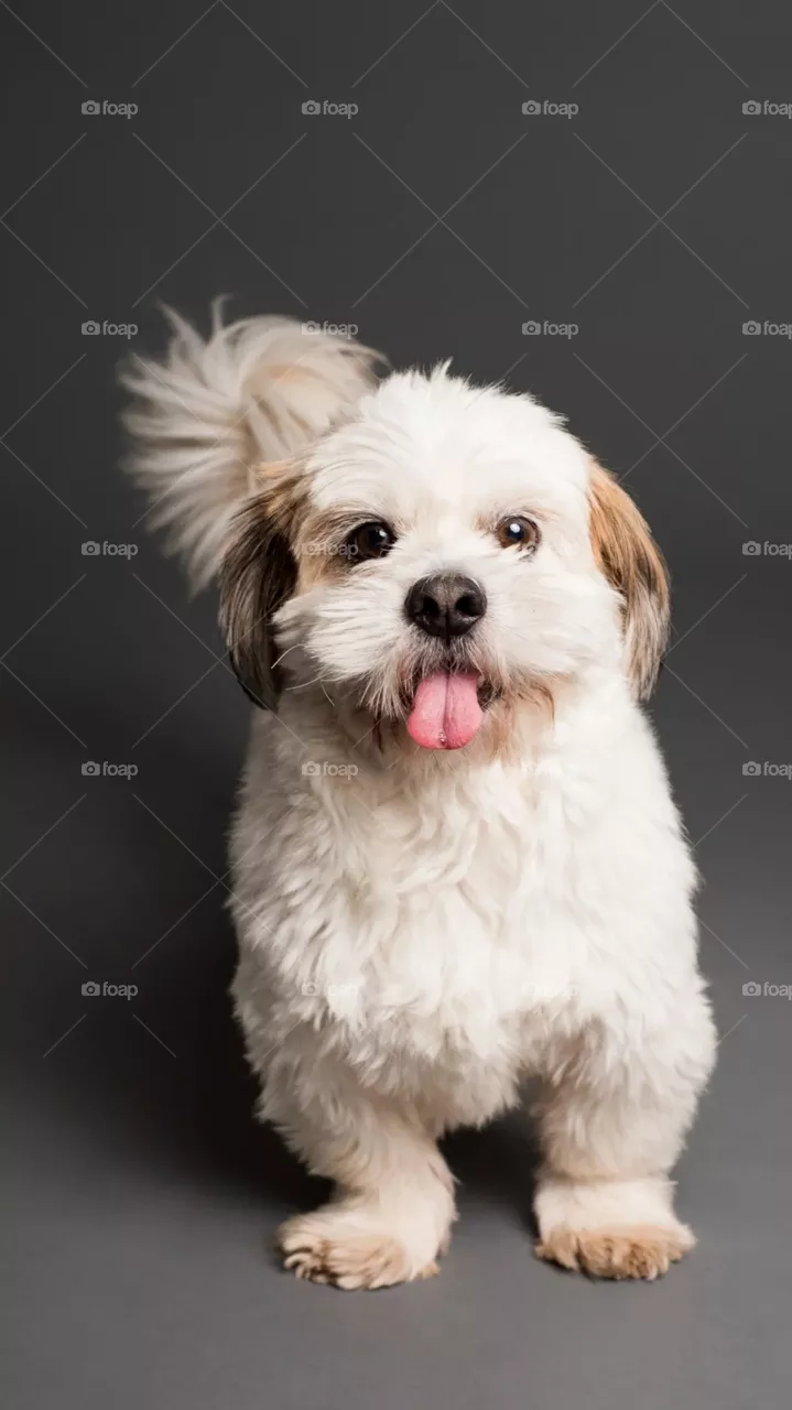 Lovely Puppy
