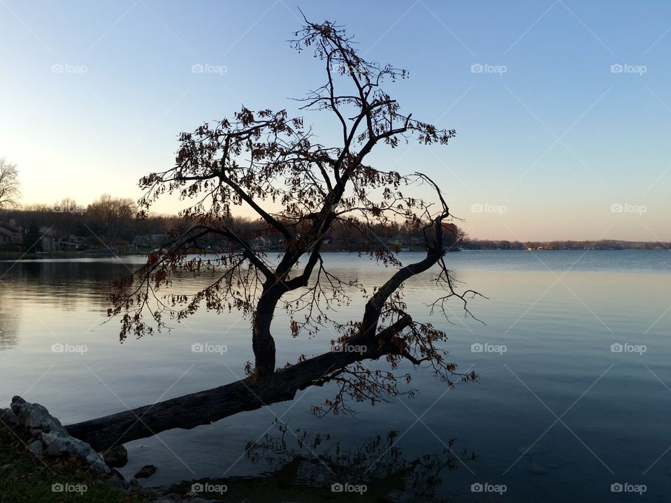 Tree over lake