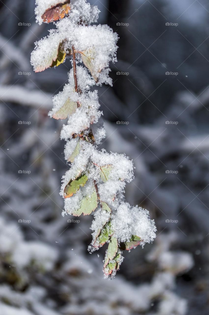 Twig with leaves under the snow.