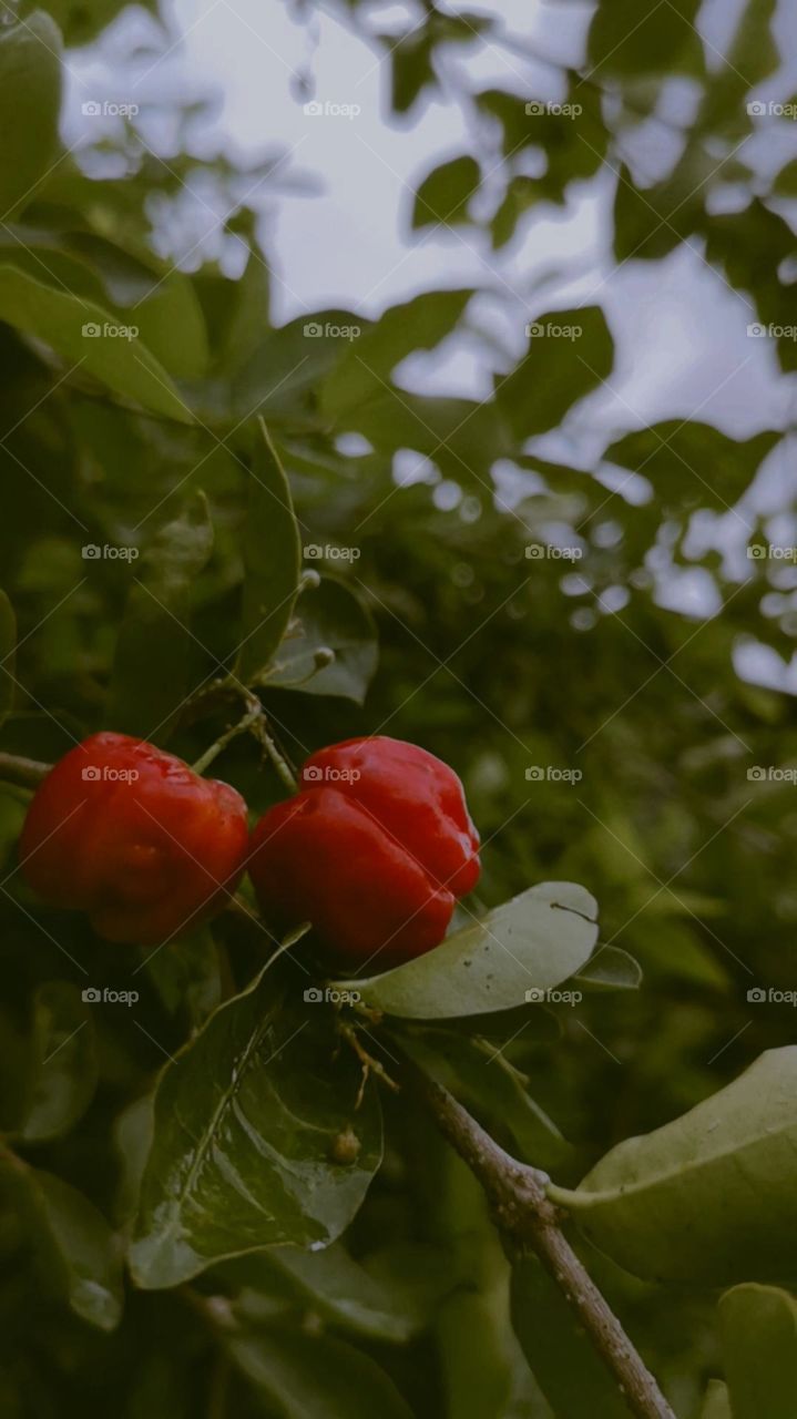 Red Cherry