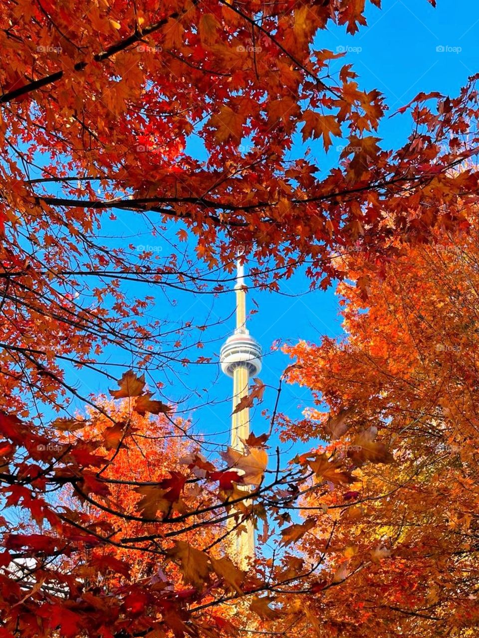 autumn landscape