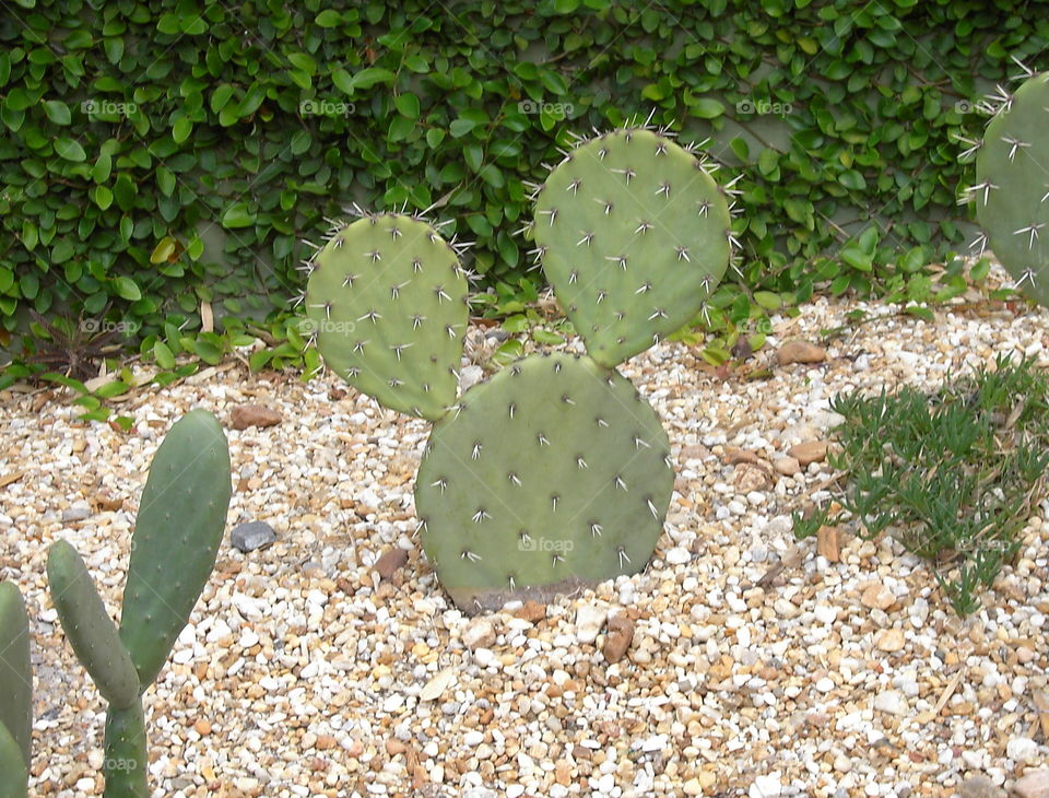 Mickey Mouse Cactus