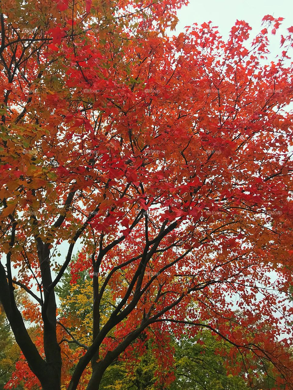 Autumn tree. 