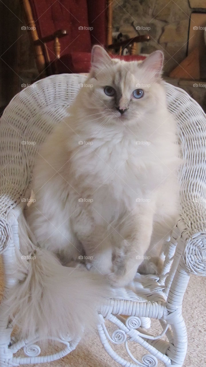  Ragdoll cat in wicker chair