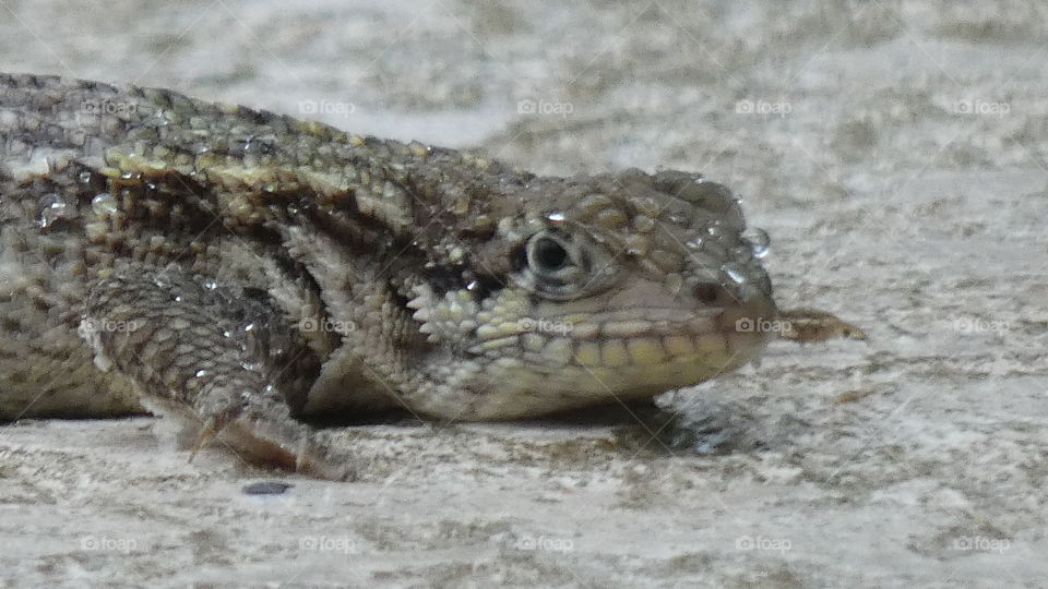 curly tail lizard in the rain