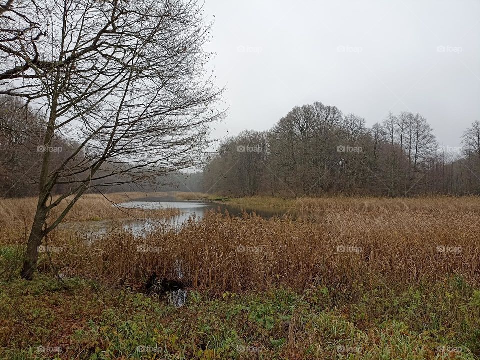 Autumn landscape in the forest
