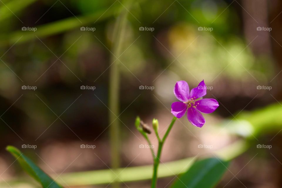 Pink flower 