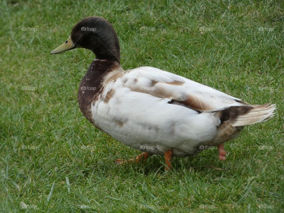 A duck after mating
