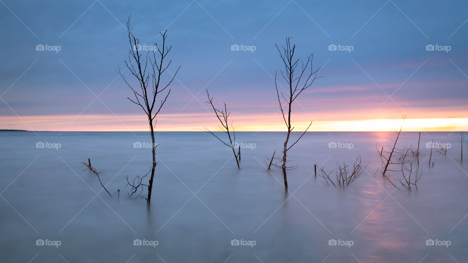 Desolate trees that have been battered by the elements. 