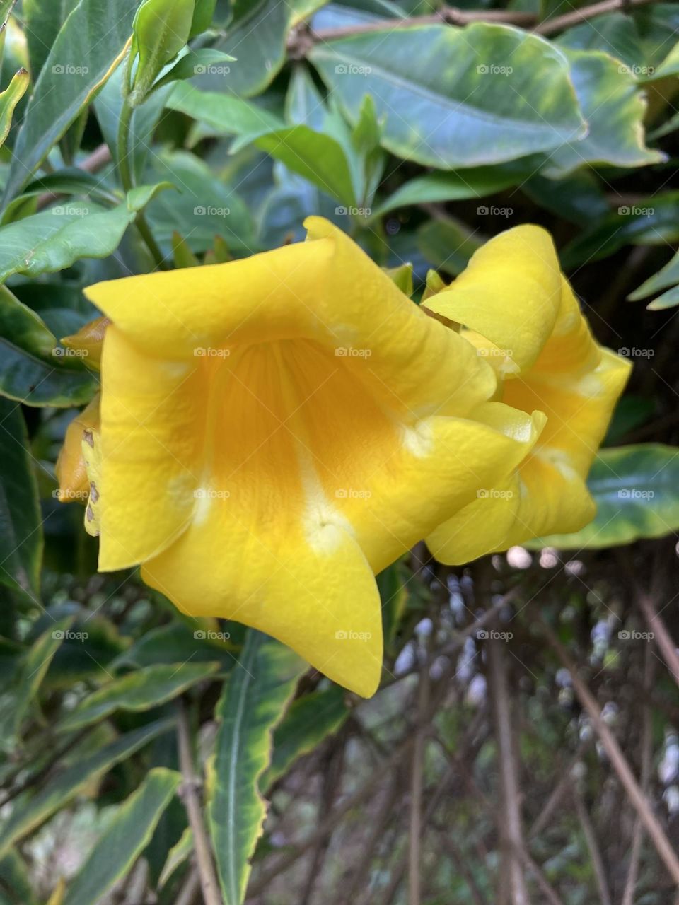 🌹 🇺🇸 Very beautiful flowers to brighten our day.  Live nature and its beauty. Did you like the delicate petals? / 🇧🇷 Flores muito bonitas para alegrar nosso dia. Viva a natureza e sua beleza. Gostaram das pétalas delicadas? 