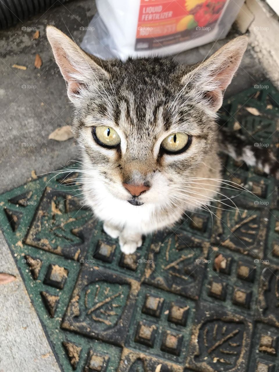 20 y.o. Cat