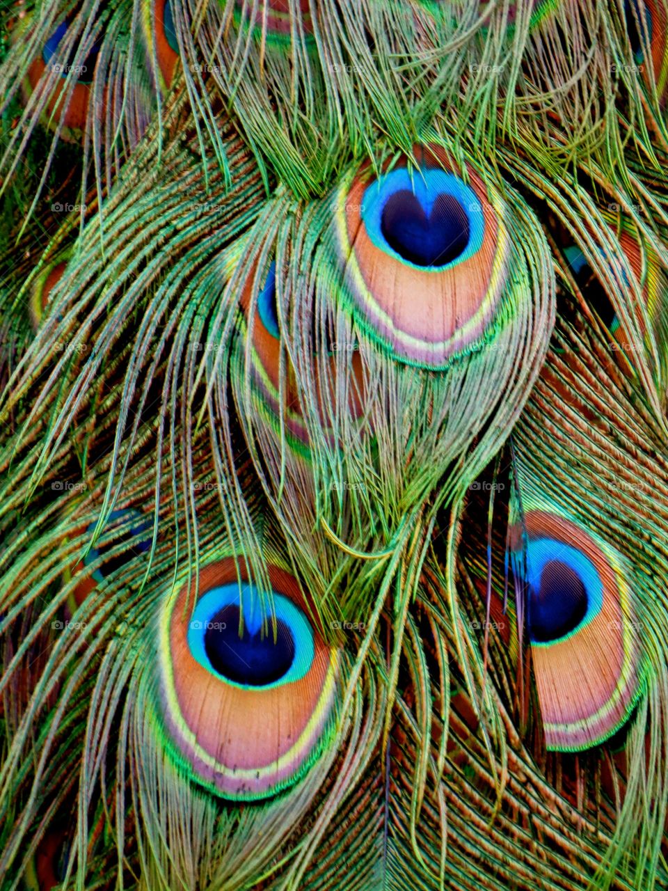 5/19/13 close-up peacock feathers. Peacocks roaming Makaha