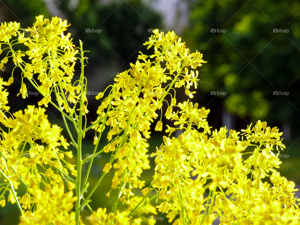 Yellow flowers growing on plant in Berlin, Germany.