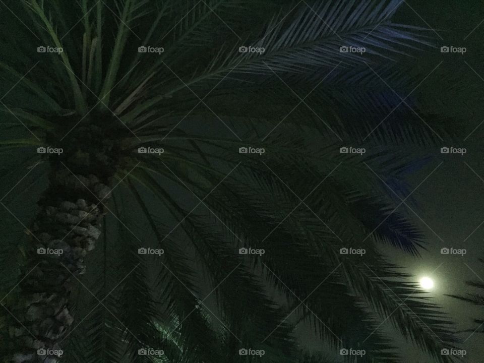 Moonlit sky glowing through the palm trees