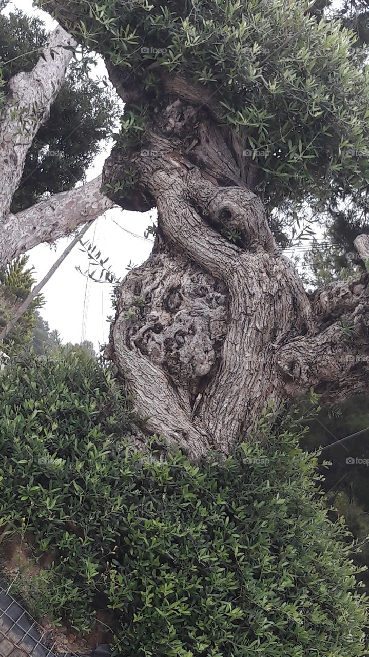 arbol. cara.atrapado