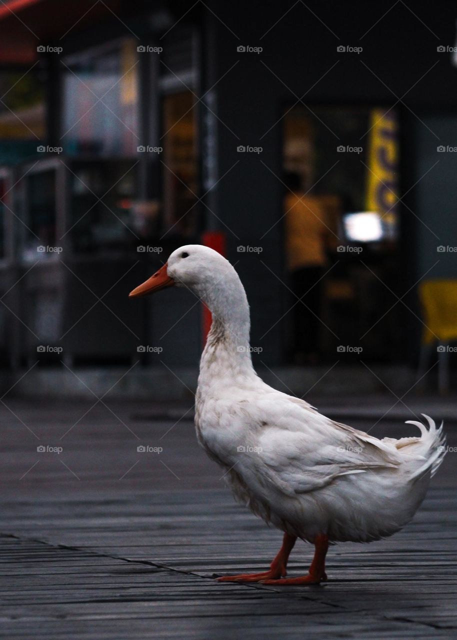 Duck in a street