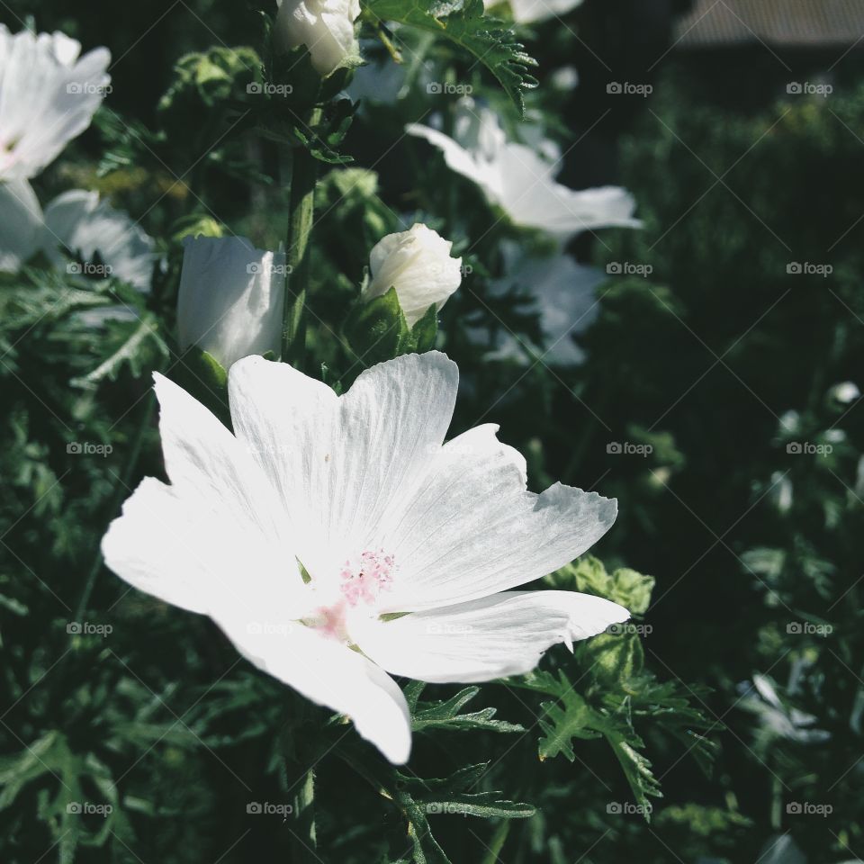 Close-up of a white flower