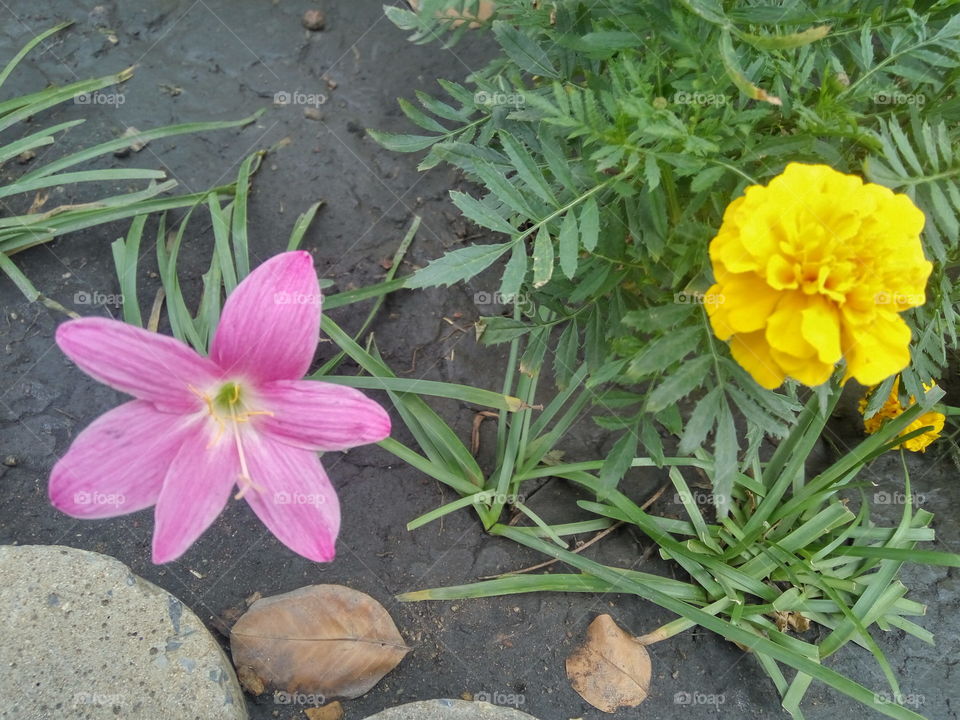 planting pink and yellow flowers on the soil.