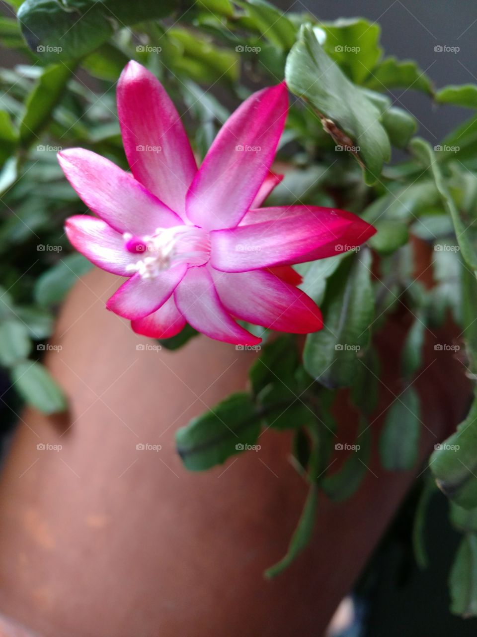 Christmas cactus