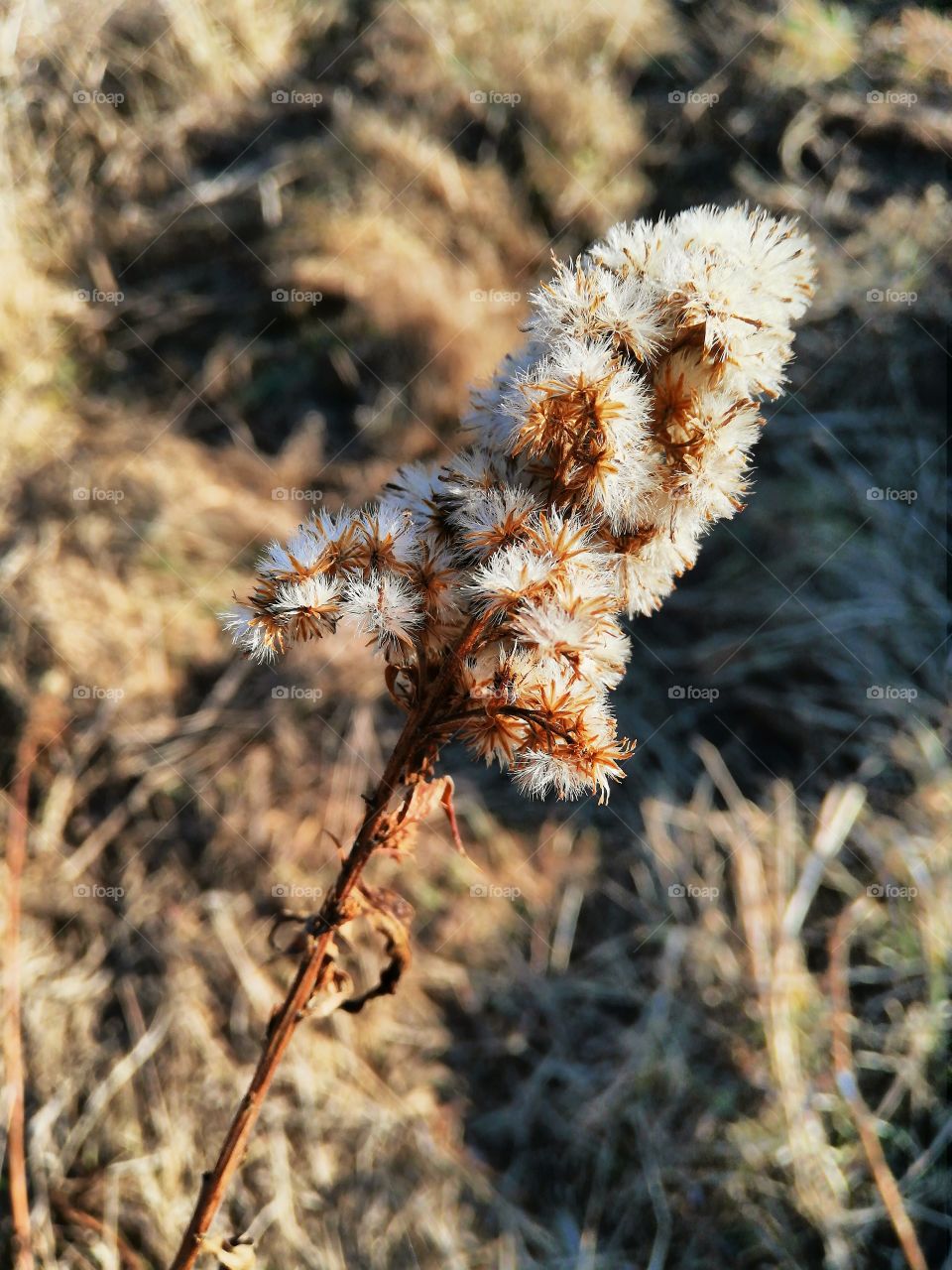 Dry flower