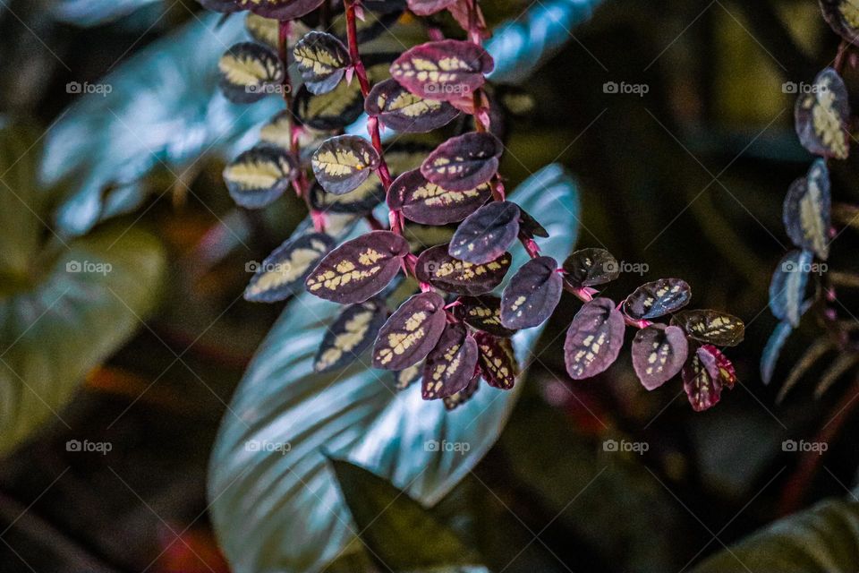 Close up view of a hanging plant with beautiful patterns leaves