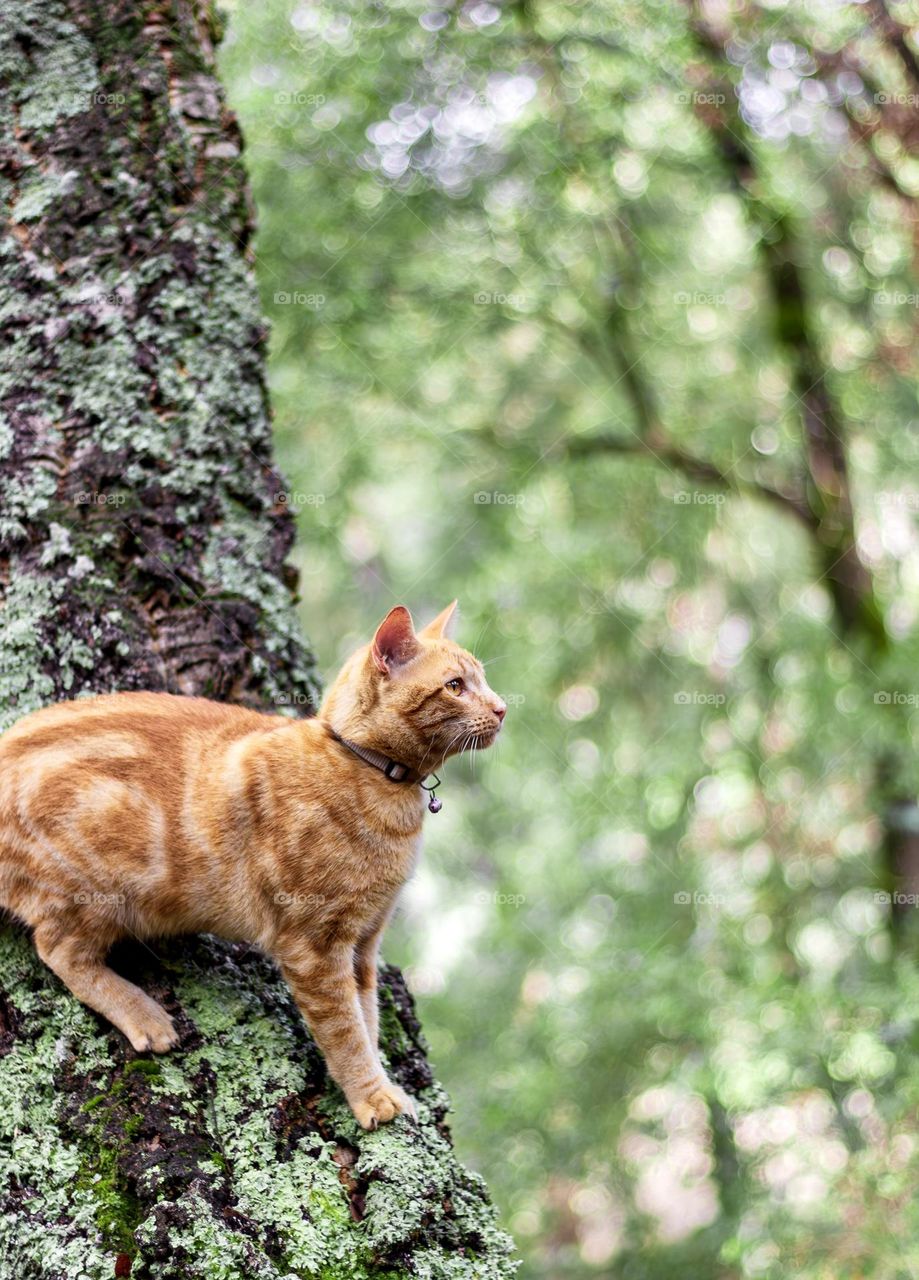 Ginger cat in a tree