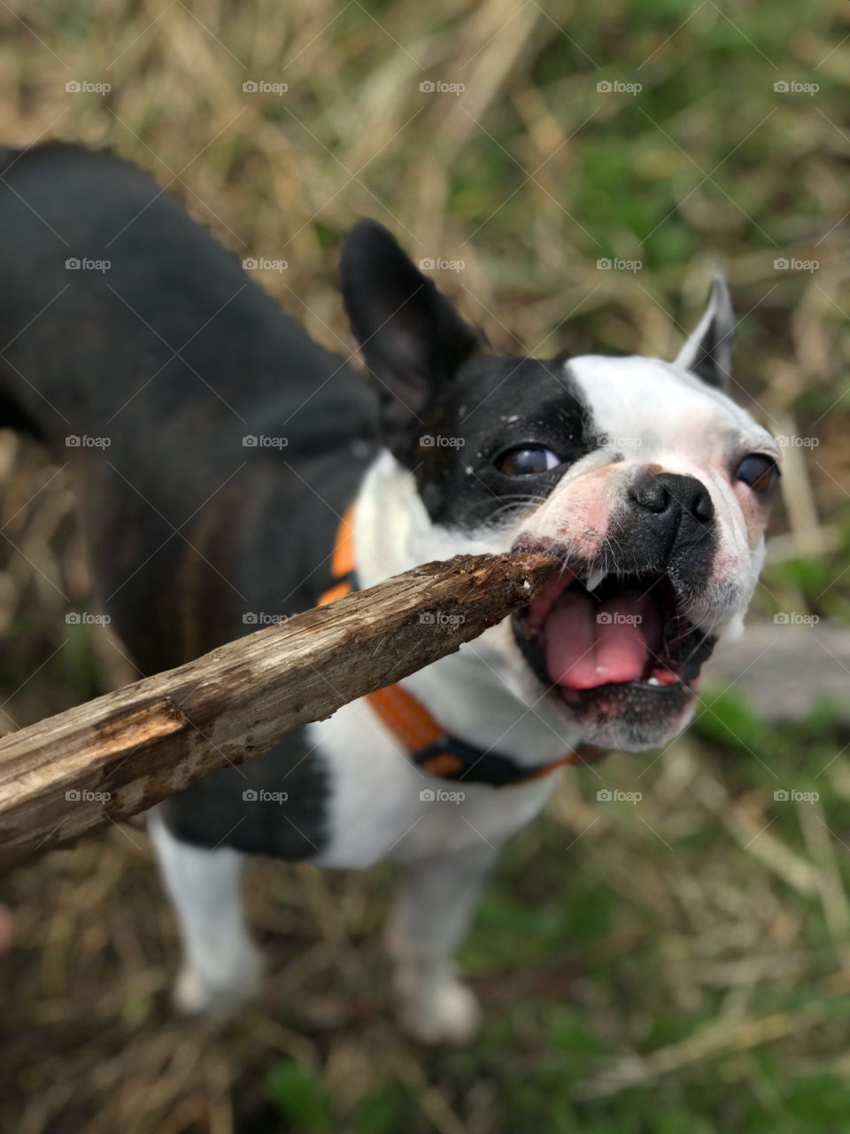 My little pup Boston Terrier loved to play at the beach. Tug of war with sticks of driftwood is one of her favourite games. Or she just likes to chew the wood to splinters. I never understand why her mouth isnt full of splinters!