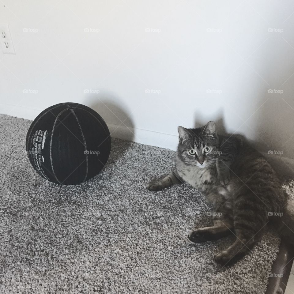 Cat and a basketball