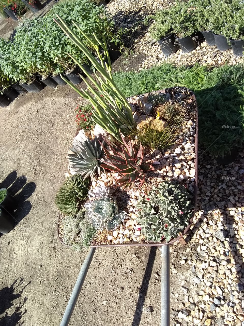 succulents in an arrangement