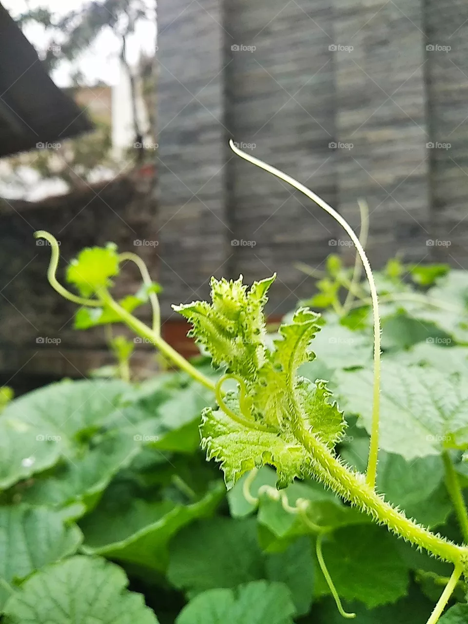 Plants with green leaves