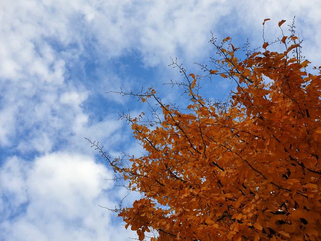 Autumn colors