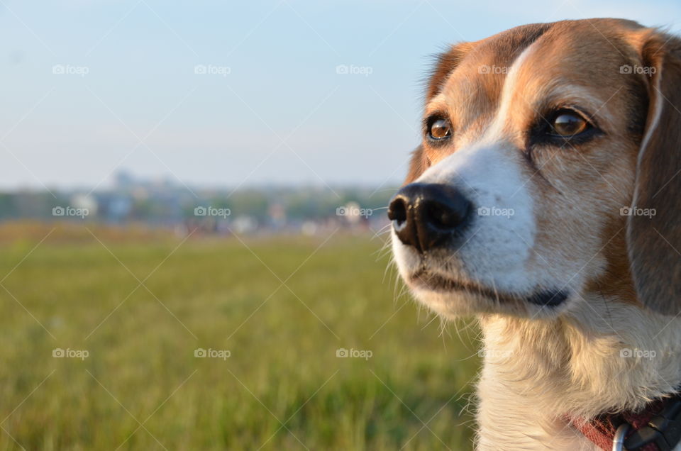 Dog looking away