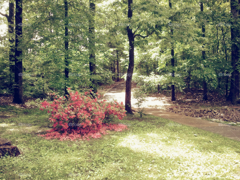 Green Path. A lush, flowery, green path at a park.