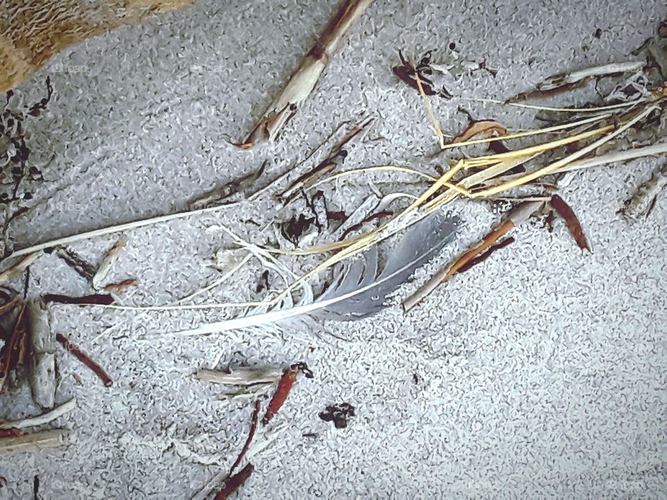 feather on the beach
