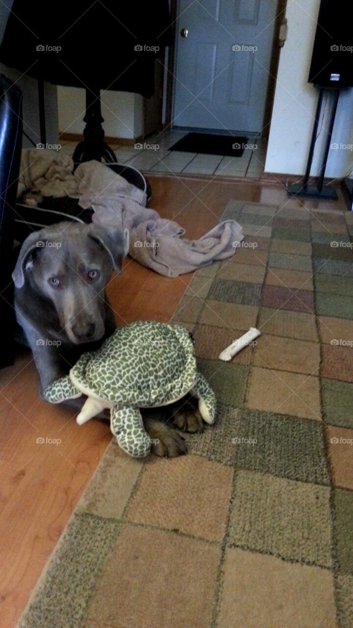 silver lab and turtle toy