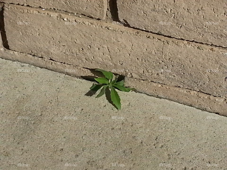 weed in crack
