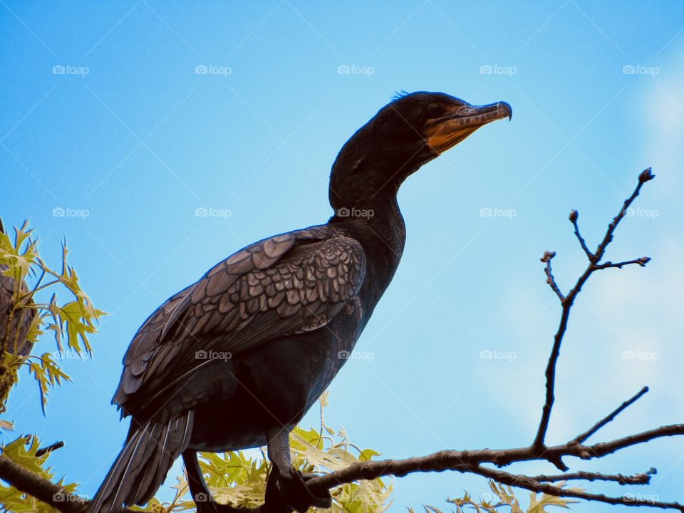 New York, Long Island, Nature, green leafs, trees, plants, outdoors, calm, relax, shades, grass, colors, sky, Clouds, bird, wildlife, 