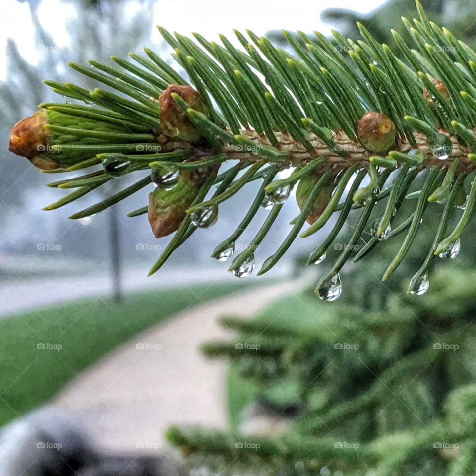 Rain drops on pine tree